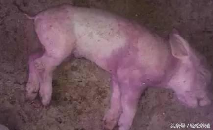 仔猪耳尖发紫怎么回事呢,仔猪出生10天耳朵发紫不吃奶