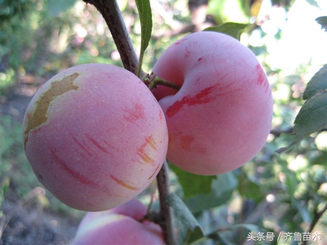 赤霉素920蔬菜的正确用法,920赤霉素和尿素能混用吗