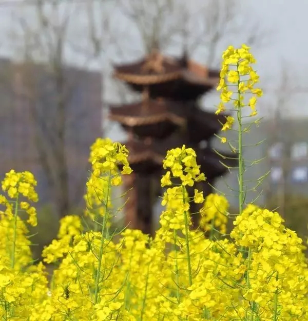 浙江大学最老的建筑,浙江大学标志性建筑