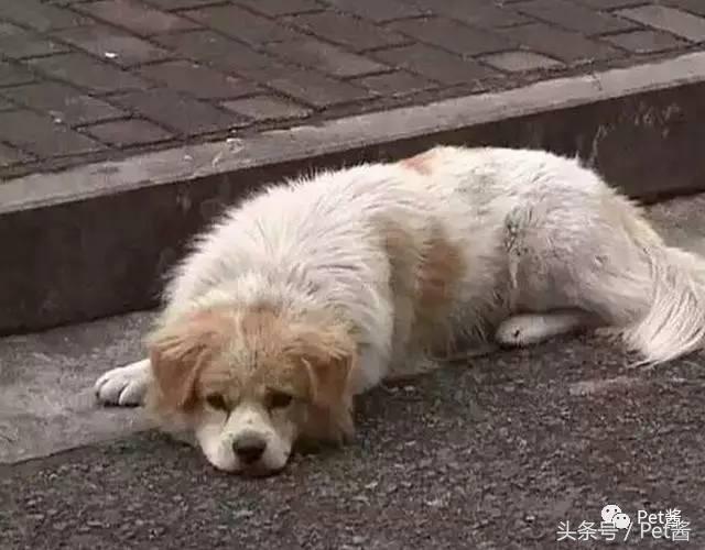 泰迪三千买的贵不贵,三千左右的贵泰迪