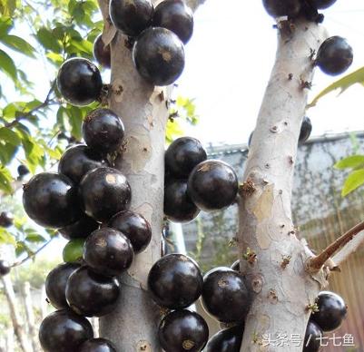 果中皇后,果中皇后是什么水果