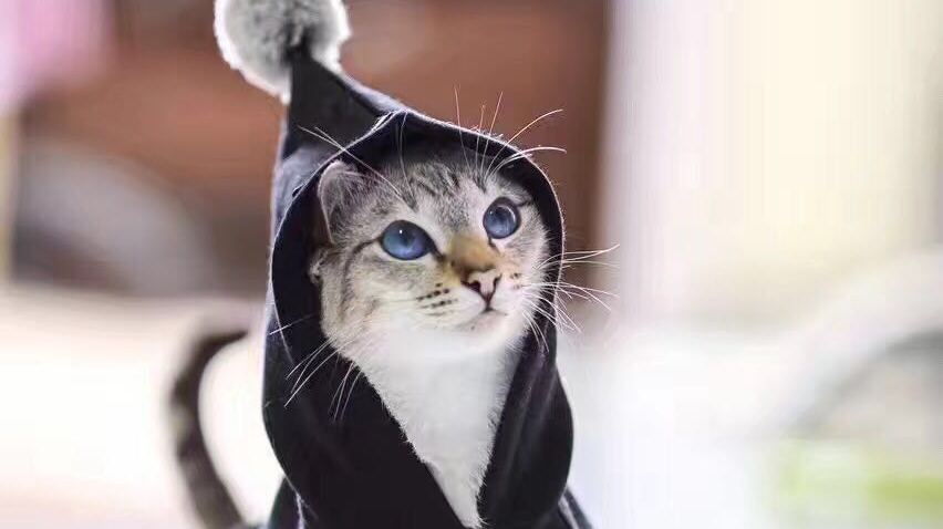 猫的一些生理常识