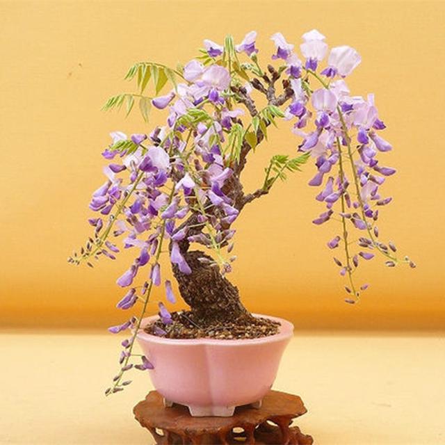 火棘树桩盆景图片,火棘吉祥果盆景树桩四季常绿