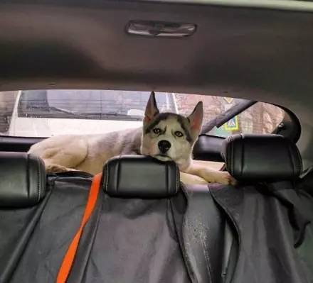 在哈士奇面前说雪橇三傻很傻,哈士奇果然是雪橇三傻