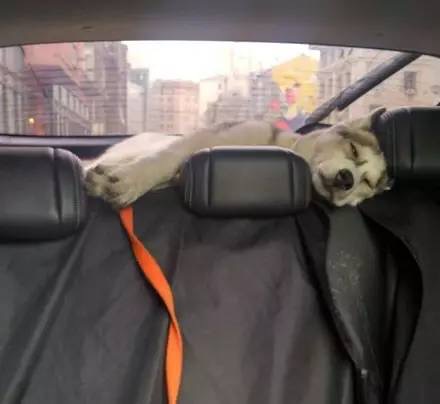 在哈士奇面前说雪橇三傻很傻,哈士奇果然是雪橇三傻