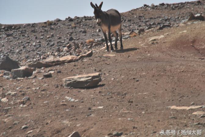 行走在纳米比亚沙漠感悟,撒哈拉沙漠旅游真实感受