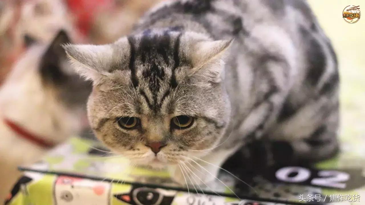 焦作推荐猫咖,焦作新区猫咖