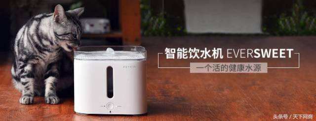 谁买了5000元的猫厕所？她们将猫养得比自己还精细