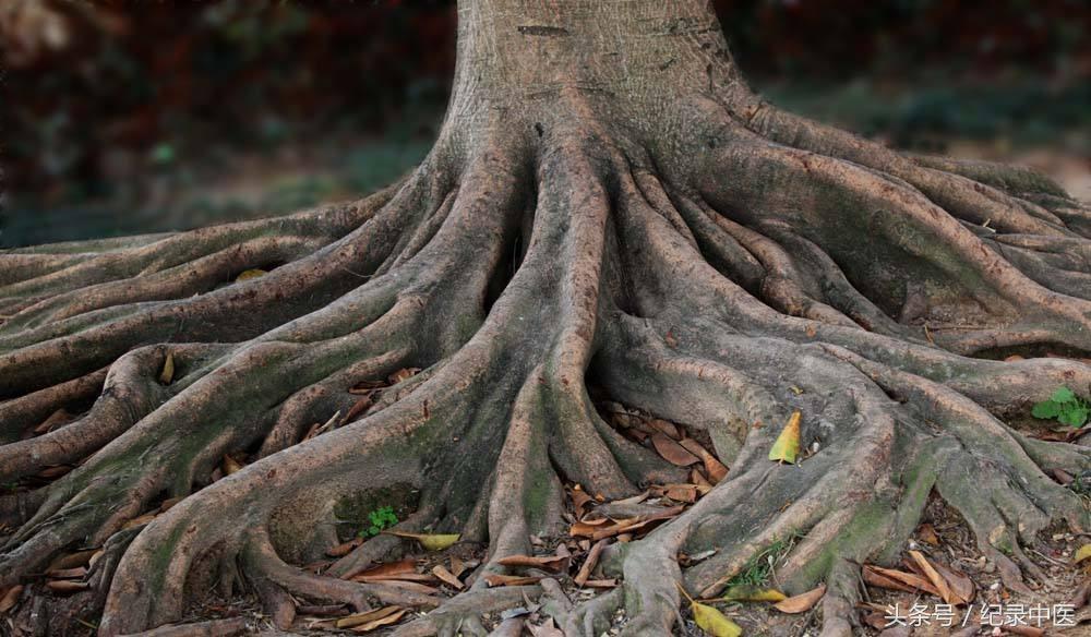 医武同源｜专访骨伤名医董路明