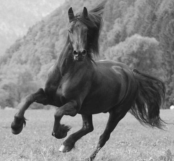 78年属马人今年的事业运势,78年属马男一生运程