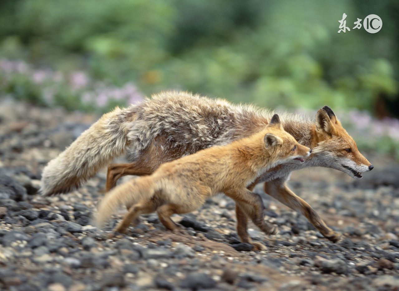 狐狸被猎人抓走的故事,小狐狸被猎人抓走的故事