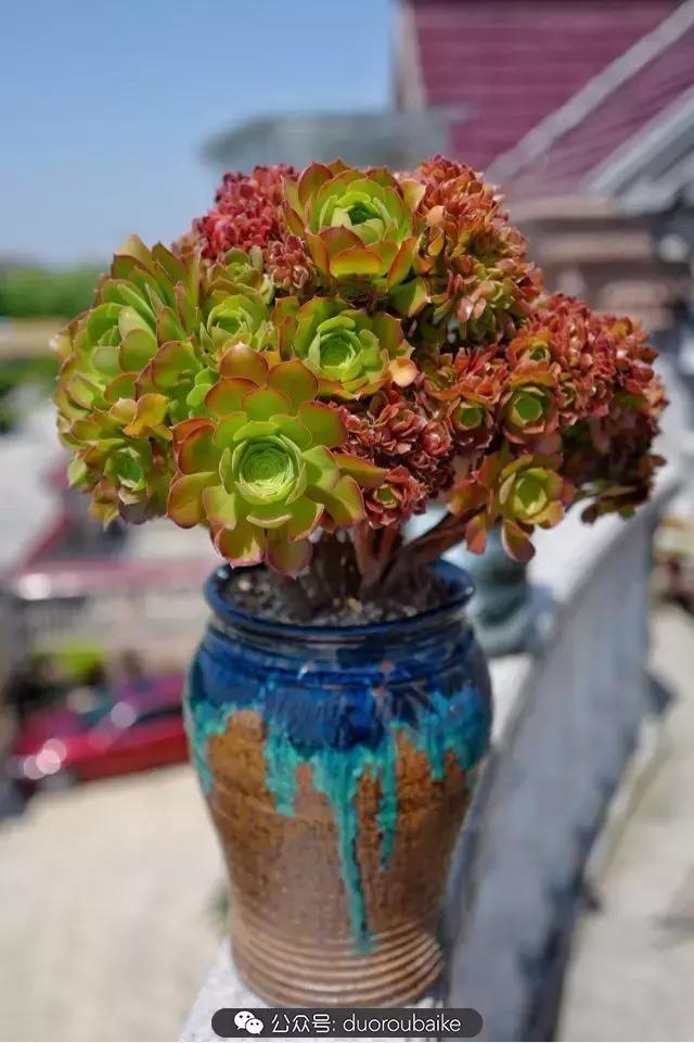 多肉新手入坑10大误区,多肉入坑法师