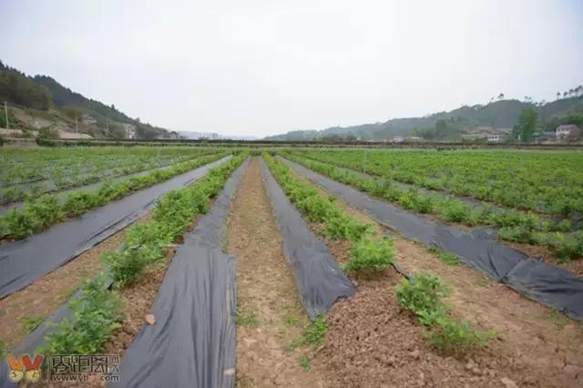 宜宾屏山蓝莓基地采摘园在哪,宜宾蓝莓采摘基地多久可以摘