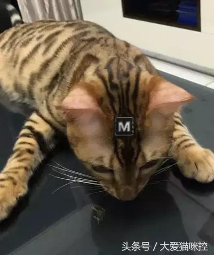 主人起床后发现脸上全是印泥，调查后发现，凶手是它