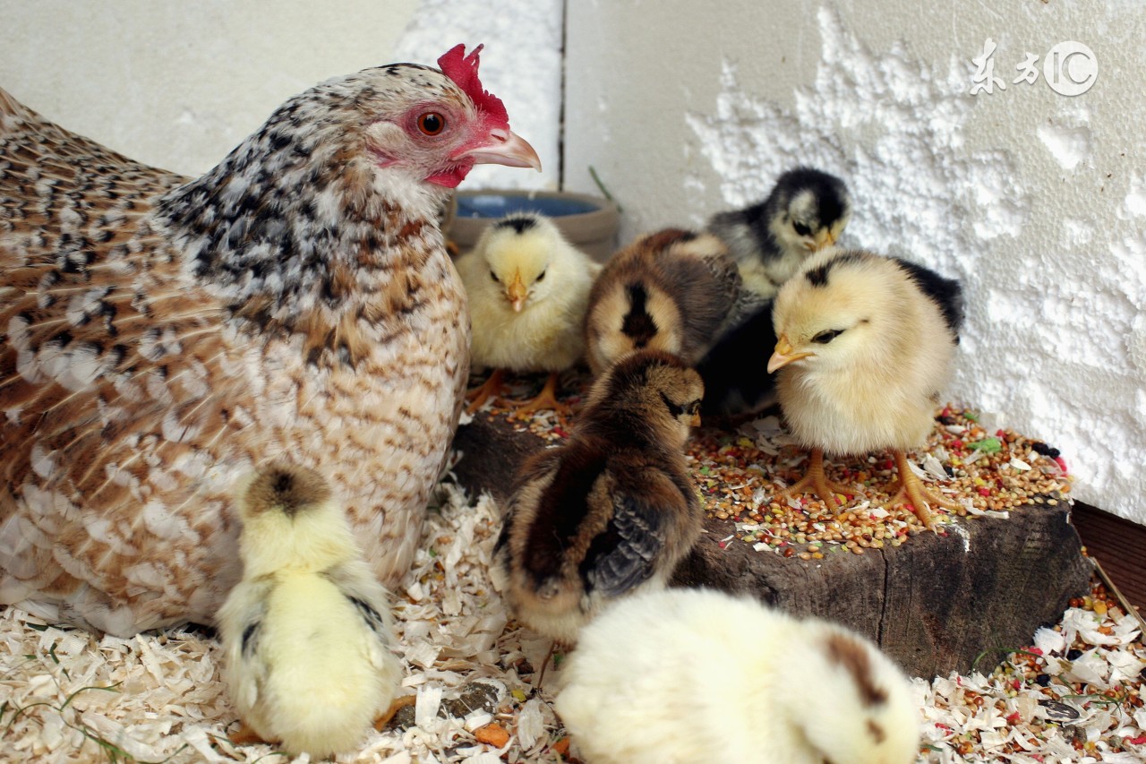 鸡胸腔有积液怎么治疗,鸡什么病会引起心包积液