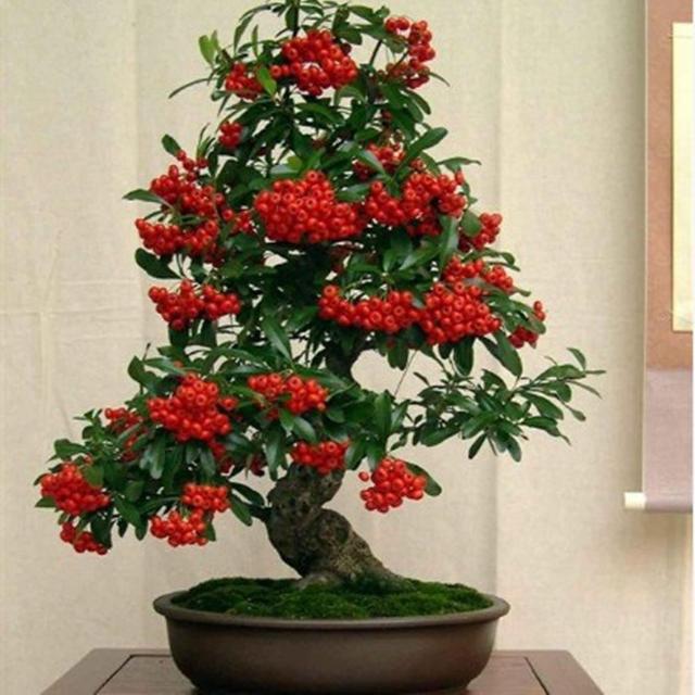 火棘树桩盆景图片,火棘吉祥果盆景树桩四季常绿