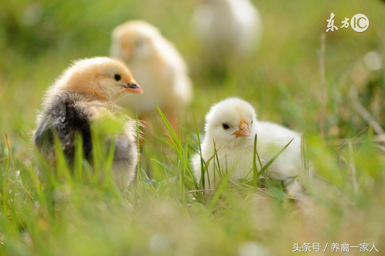 养鸡常见的各种病症,养鸡呼吸道感染的秘诀