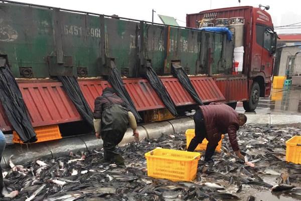 稍有不慎损失十几万资深卡友讲诉活鱼运输