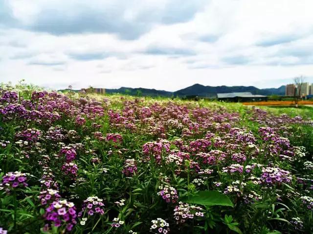德阳低碳出行周边旅游民宿推荐,德阳好耍的民宿推荐