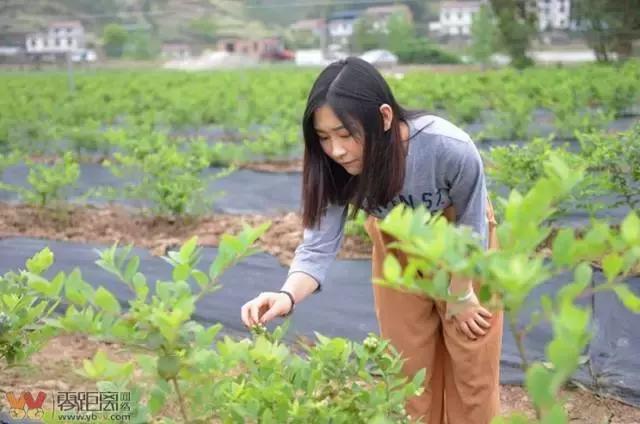 宜宾屏山蓝莓基地采摘园在哪,宜宾蓝莓采摘基地多久可以摘