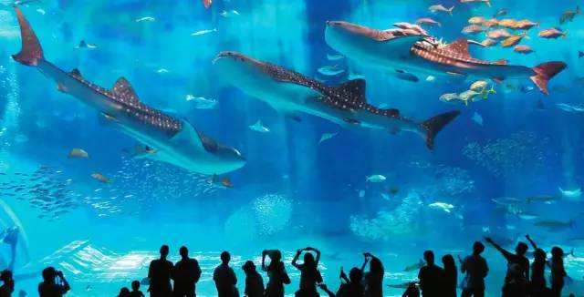 重庆最大海洋公园,重庆最大的海洋公园是哪个