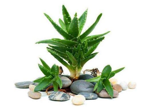 哪种芦荟产品是纯天然的,购买芦荟的美容护肤产品