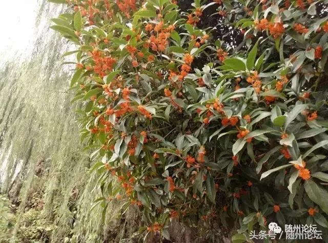 曾都一中真牛，快看！