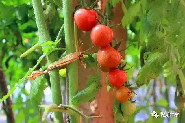 黄河三峡旅游攻略跟团,黄河三峡的攻略