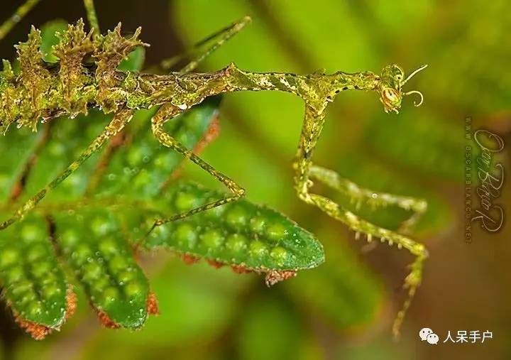 集结拍案称奇的拟态大师