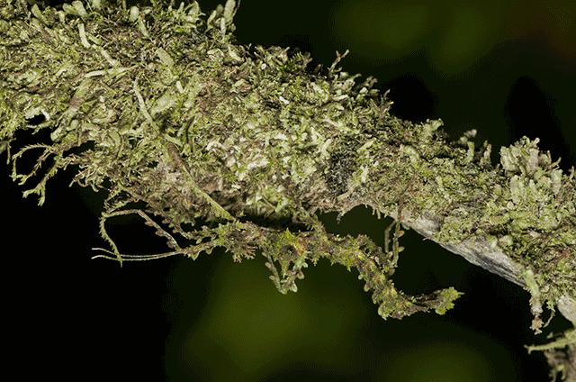 集结拍案称奇的拟态大师