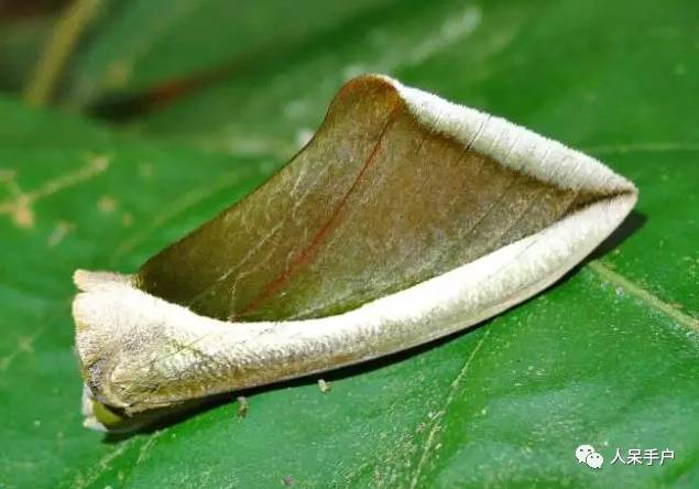 集结拍案称奇的拟态大师