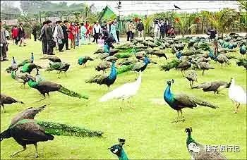 泼水节后，西双版纳该怎么玩，附防高温关注事项