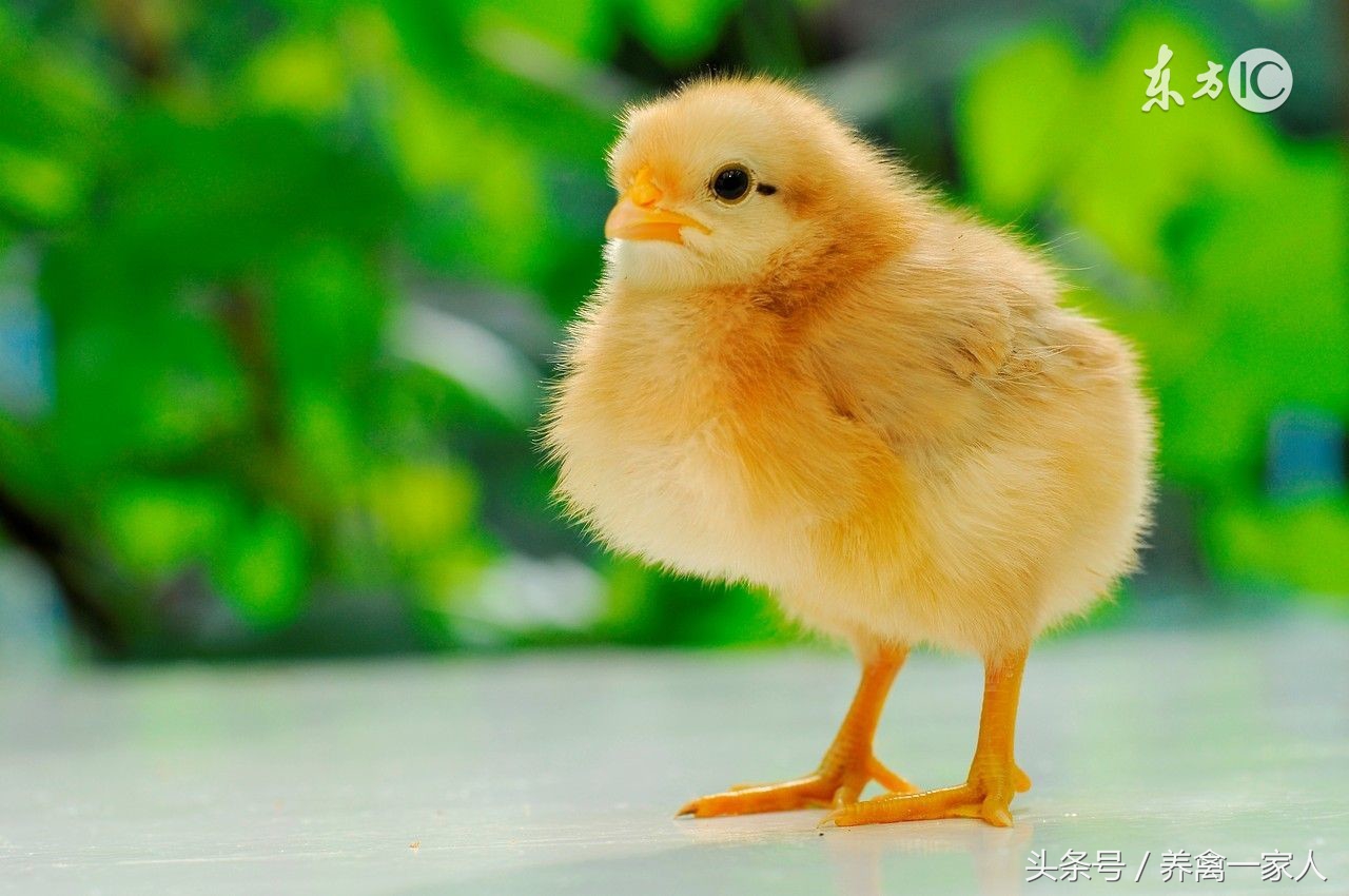 养鸡常见的各种病症,养鸡呼吸道感染的秘诀