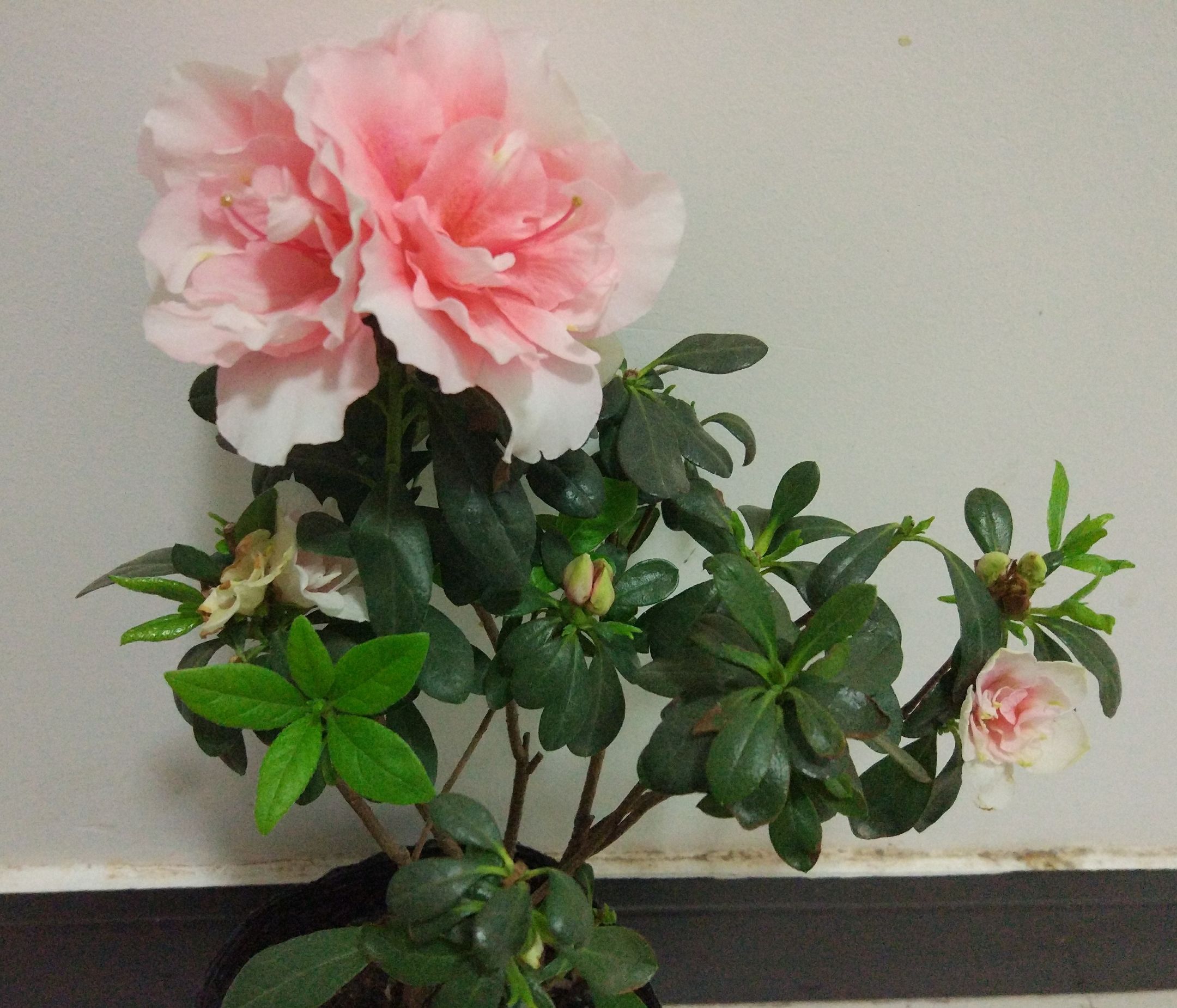 杜鹃叶子全部枯死了还能活过来吗,小叶杜鹃部分小枝叶枯死如何挽救