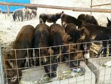 2016-2018年农产品市场需求,2024农产品市场数据分析报告