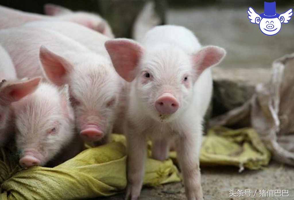 猪吃泔水中毒,泔水喂猪中毒
