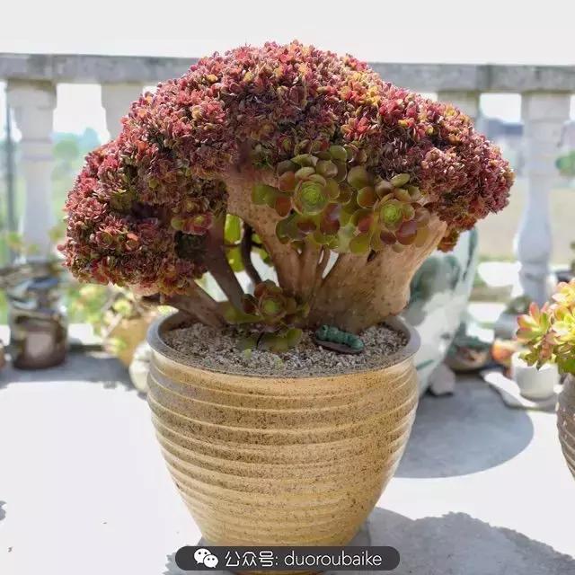 多肉新手入坑10大误区,多肉入坑法师