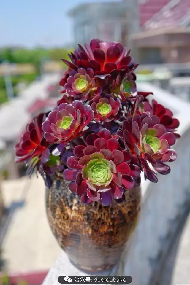 多肉新手入坑10大误区,多肉入坑法师