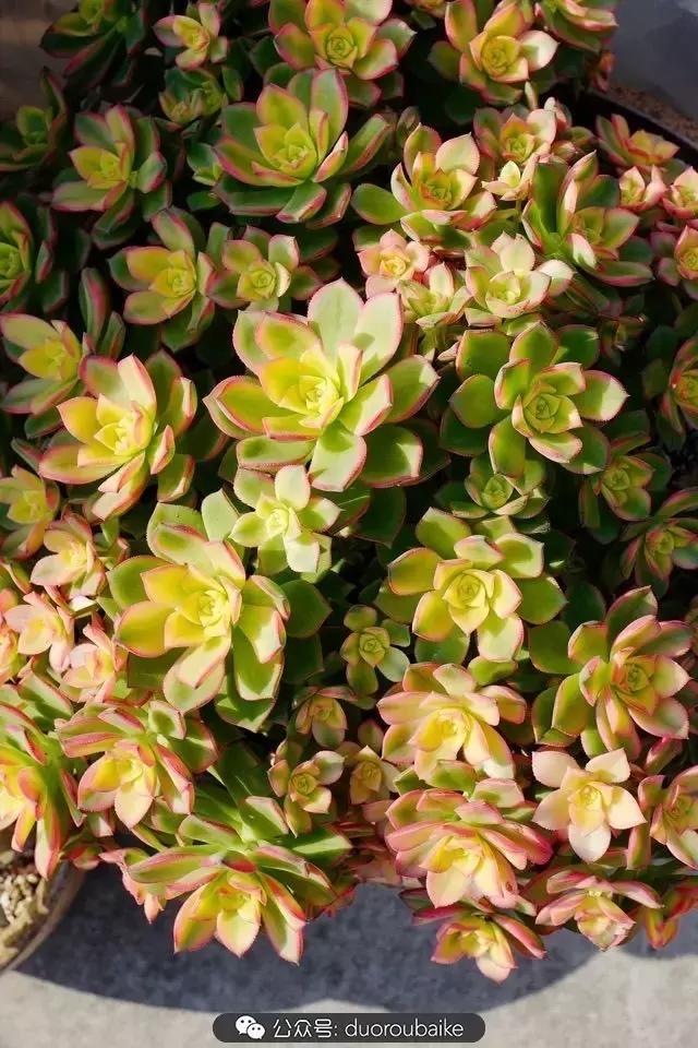 多肉新手入坑10大误区,多肉入坑法师