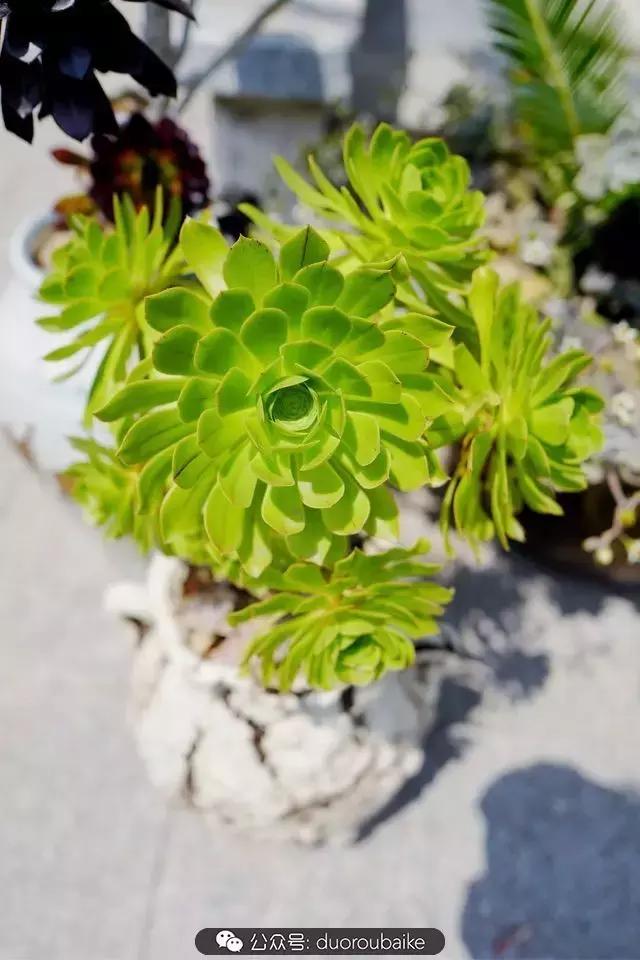 多肉新手入坑10大误区,多肉入坑法师