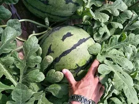 2016-2018年农产品市场需求,2024农产品市场数据分析报告