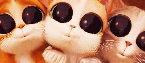 焦作推荐猫咖,焦作新区猫咖