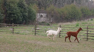 厦门灵玲国际马戏城大不大,五一厦门灵玲国际马戏