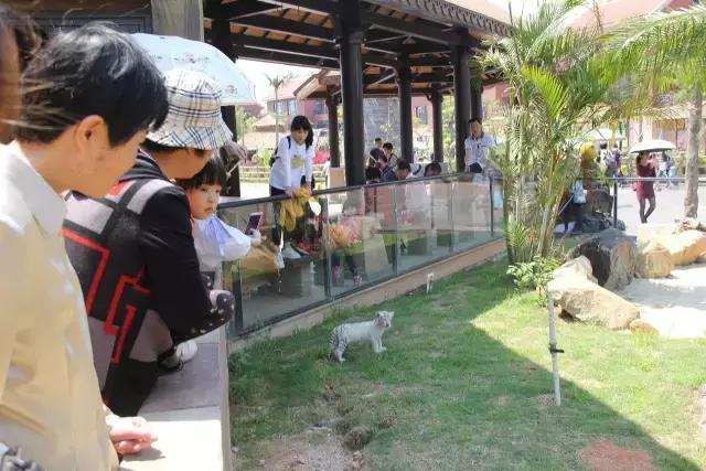 厦门灵玲国际马戏城大不大,五一厦门灵玲国际马戏