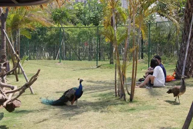 厦门灵玲国际马戏城大不大,五一厦门灵玲国际马戏