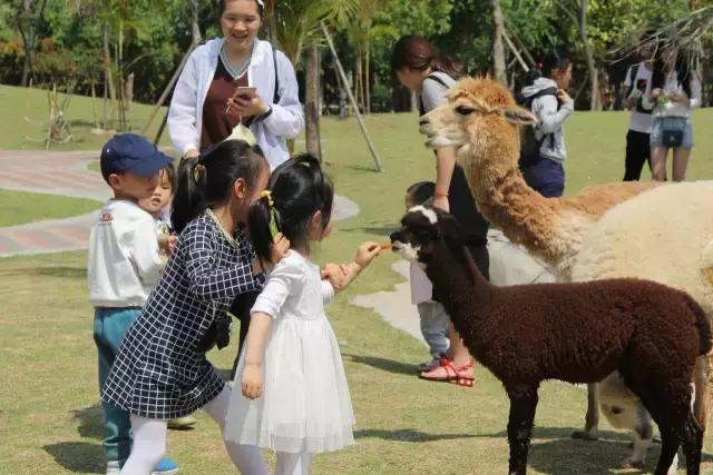 厦门灵玲国际马戏城大不大,五一厦门灵玲国际马戏