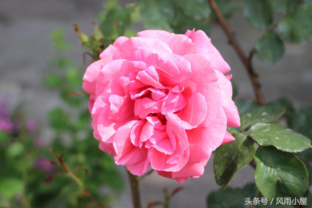 扬州花木市场,扬州阿波罗花木市场现在还在开吗