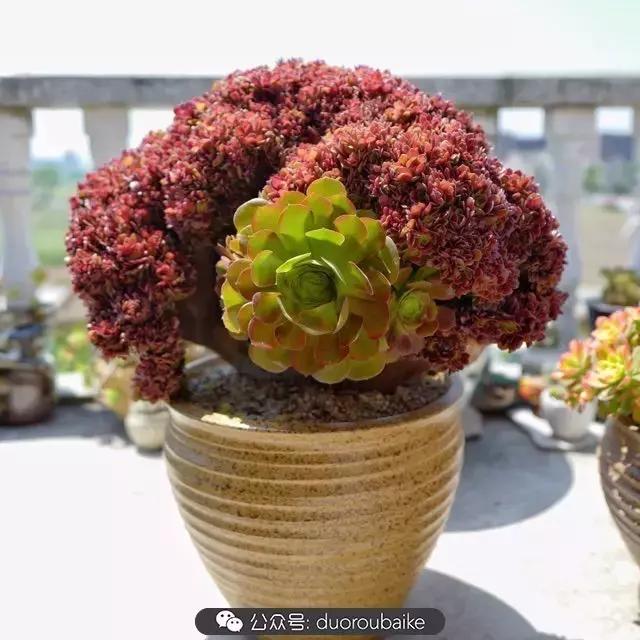 多肉新手入坑10大误区,多肉入坑法师