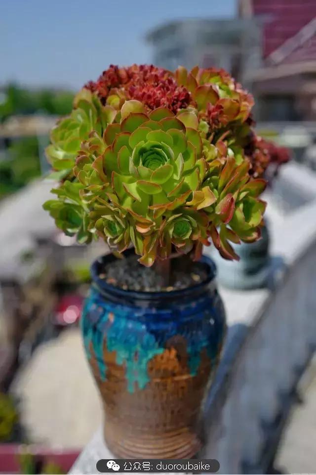 多肉新手入坑10大误区,多肉入坑法师