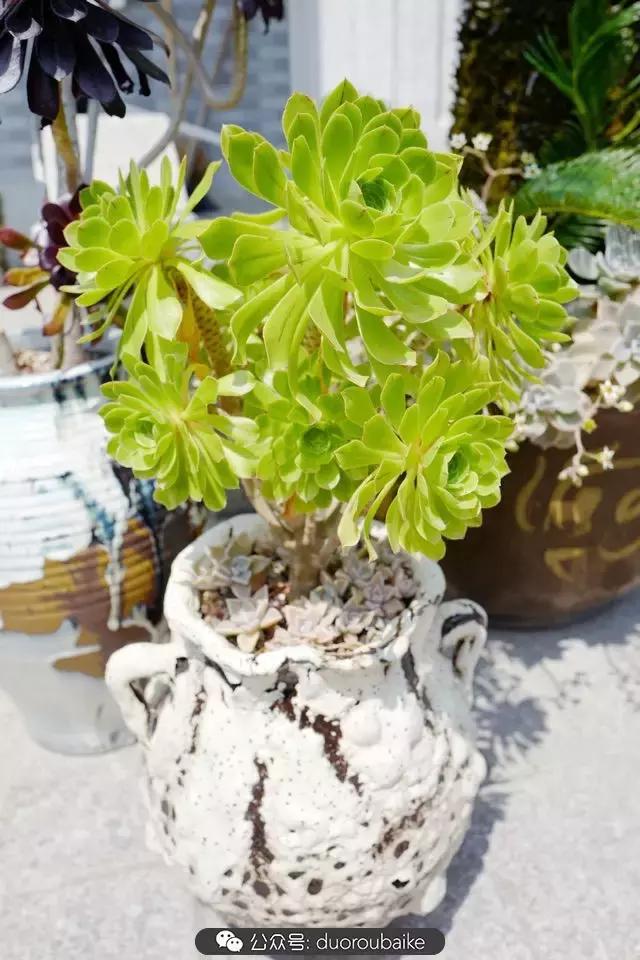 多肉新手入坑10大误区,多肉入坑法师